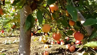Harvesting Gala Apple from a Apple Farm