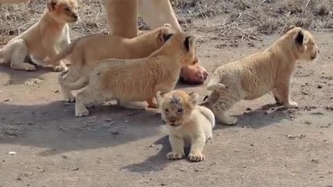 Mother loin with her cute cubs babys walking