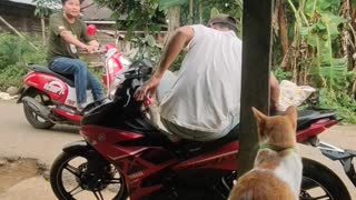Kitty Goes for a Scooter Ride With Owner