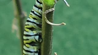 Monarch Catapillar