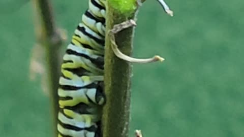 Monarch Catapillar