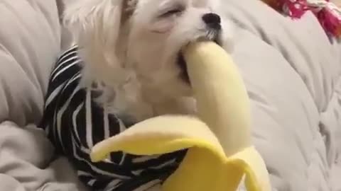 The banana is too big to bite