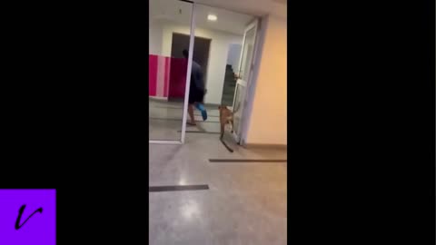 Dog imitating its owner.