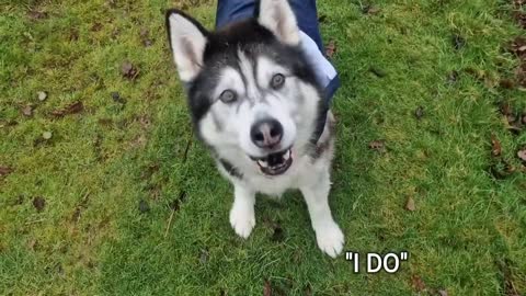Husky Didn't Get What He Wanted At Christmas!