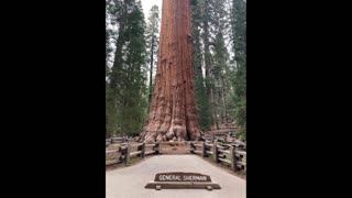 The Largest Tree on Earth!