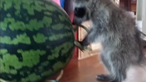 A cute raccoon smaller than a watermelon is fighting with the watermelon