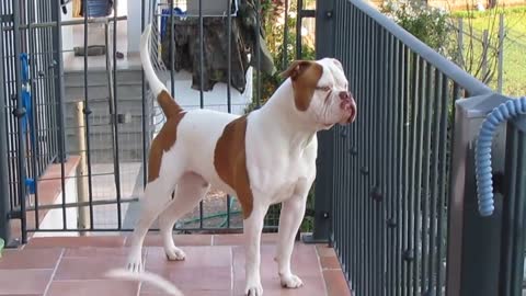 MANOLO American Bulldog TROVA IL GATTO !!!!!!