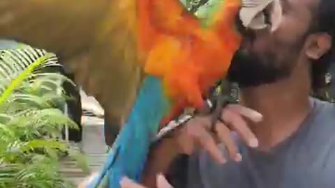 Pets parrot