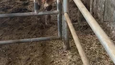 Very intelligent heifer on my dad's farm!