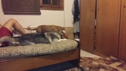 Husky fallen from the bed while playing with other dog (slow motion)