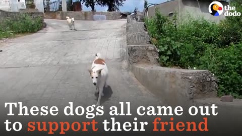Rescued Dog Gets Greeted By Her Friends