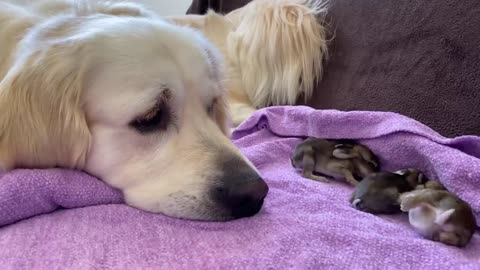 Golden Retriever and Baby Bunnies 9 days old [3 of 4 Bunnies Open Their Eyes]