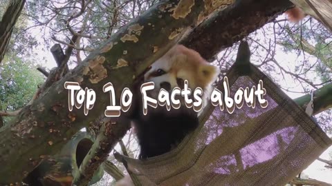 Red panda. TOP 10 unexpected facts