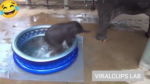 Funny baby elephant video