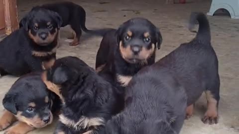 #viral #dog #rottweilerpuppy