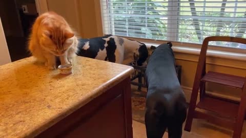 Happy cat and Great Danes enjoy breakfast together