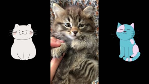 Baby Cats - Cute Cat Videos Compilation | CreatureCams