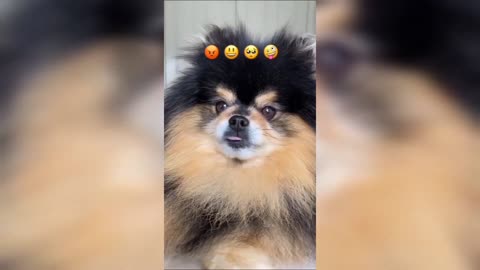 Dog videos _ cute Pomeranian puppies video _ Cute puppy shorts video _ Dog Video _ #shorts #dogs