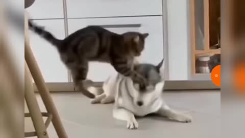 Funny Cat and Dog Short