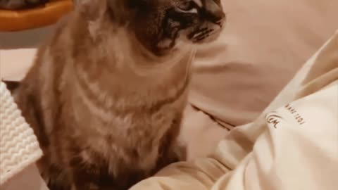 Cat's funny movement with Mom and other😍🥰😂😇😍😍