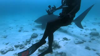 Dancing with Tiger shark!!!