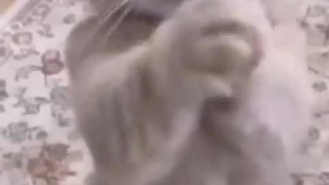 Cat funny video 🤣🤣🤣🤣