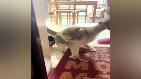 New Funny Videos 2023 😍 Cutest Cats and Dogs