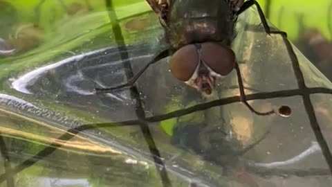 Close up video of flies.