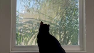 Adopting a Cat from a Shelter Vlog - Cute Precious Piper Sees a Threat Outside Her Window #shorts