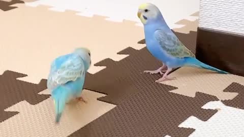 A pair of lovebirds getting to know each other