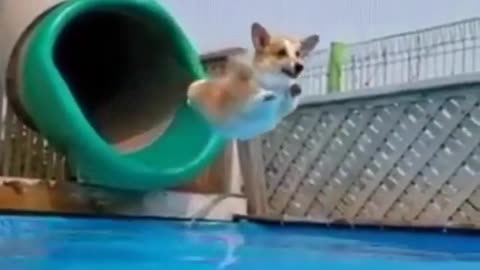 A corgi on a slide