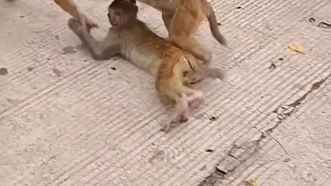 Funny monkey #3