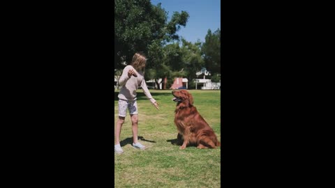 Cute Funny #Dog Playing #shorts Video