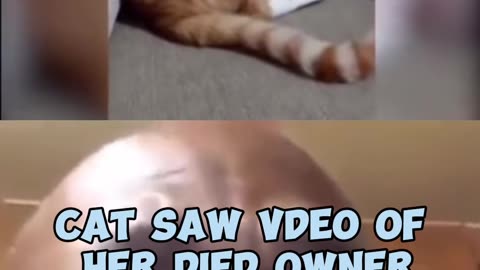 Cat saw video of her dead owner