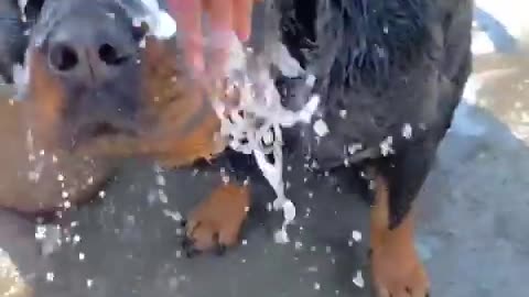 Rottweiler dog| Rottweiler the bruzzo| #rottwiler#dog#viral#short