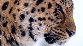 Snow Motion of leopard -Sony FX3 + Sony FE 200-600 f/5.6-6.3 G