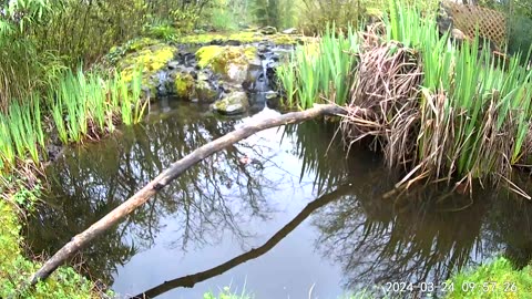 Rainy Evening PNW - Live - Pond and Stream Birdbath cam