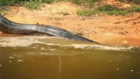 Clear evidence of the existence of giant snakes in the interior of the Kalimantan river.