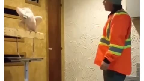 Parrot gets angry