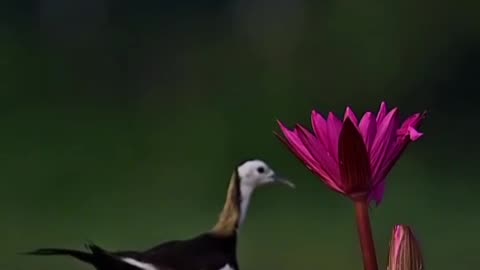 Pheasant-tailed jacana 🐦