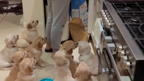 Hilarious hungry golden retriever babies