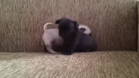 3 Weeks old Pug Dog CUTE FIGHT