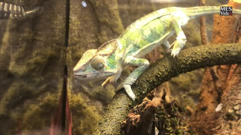 Chameleons fight and dancing_Cut