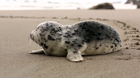 Cute Small Seal on Beach