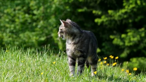 cat-domestic-cat-fur-striped-cute