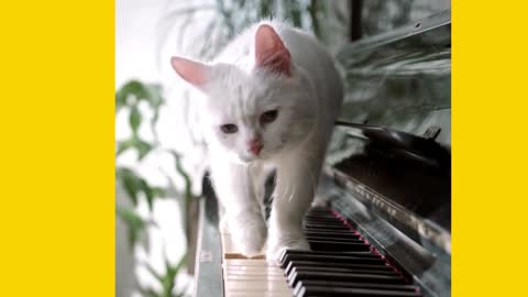 Cat walking around with orchestra sounds by cat very interested musical