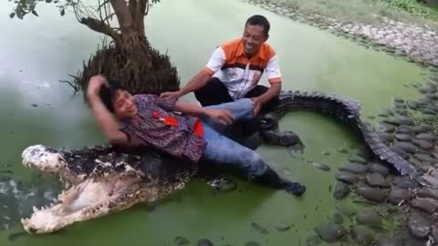 incredible, this person is lying on top of a crocodile