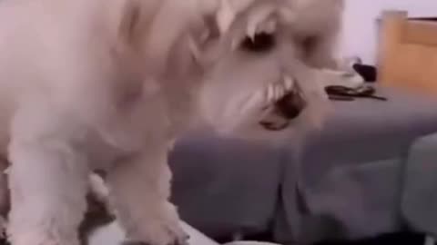 Funny DOG Videos 🐶🐶🐶🤣🤣🤣