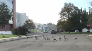 Geese Rock!