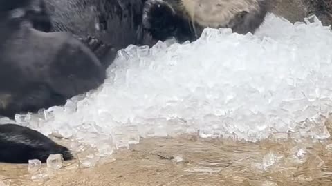 Baby seal playing with ice cubes